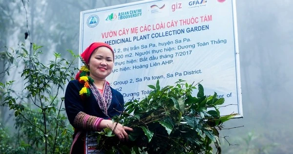 Indigenous medicinal herbs combined with tourism: A new direction in Lao Cai