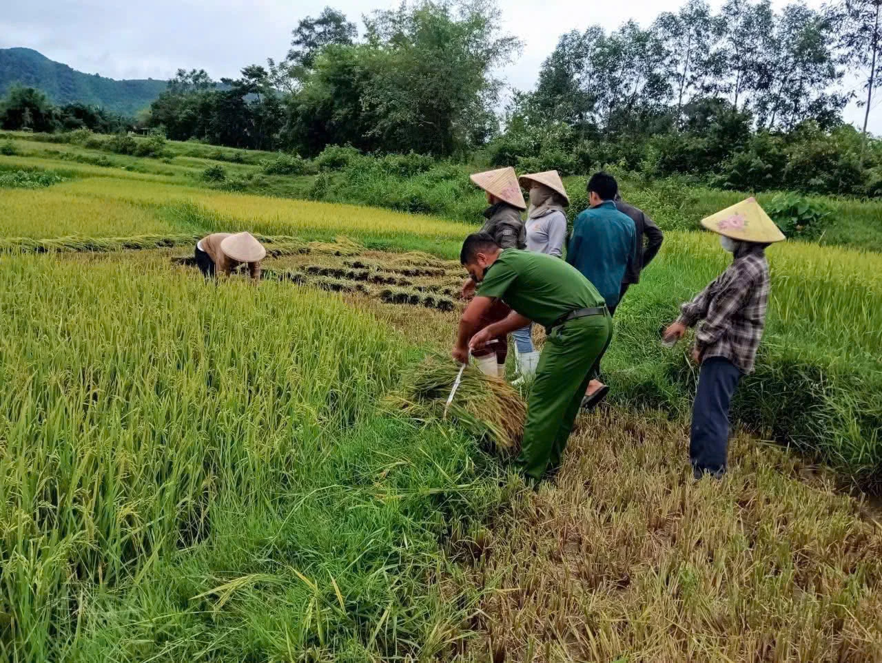 กองกำลังตำรวจตำบลเตวียนฟูช่วยเหลือประชาชนเก็บเกี่ยวข้าวช่วงฤดูร้อน-ฤดูใบไม้ร่วงก่อนเกิดพายุ