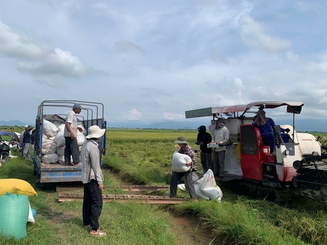 Giáo viên mầm non ở Huế trèo lên mái tôn, chằng chống trước bão số 5- Ảnh 4.