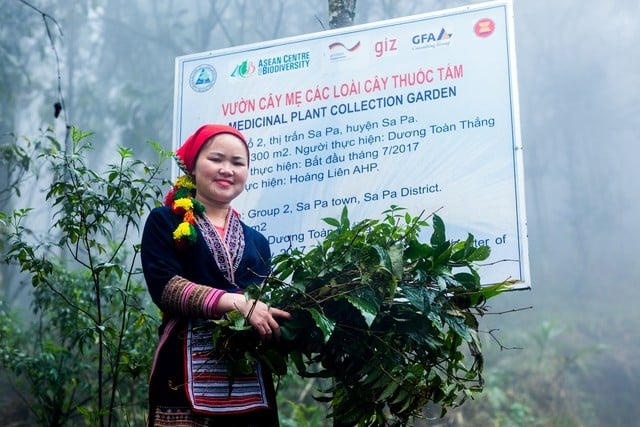 Tại Sa Pa, dịch vụ tắm lá thuốc người Dao đỏ đã trở thành sản phẩm du lịch đặc trưng, thu hút đông đảo du khách trong và ngoài nước.