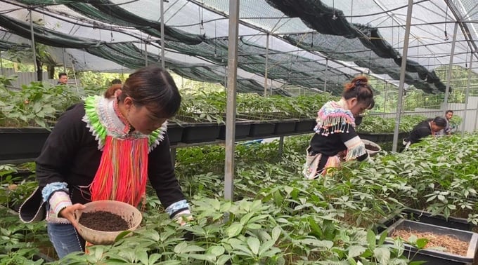 Phát triển kinh tế nông thôn từ trồng dược liệu dưới tán rừng - Ảnh 1.