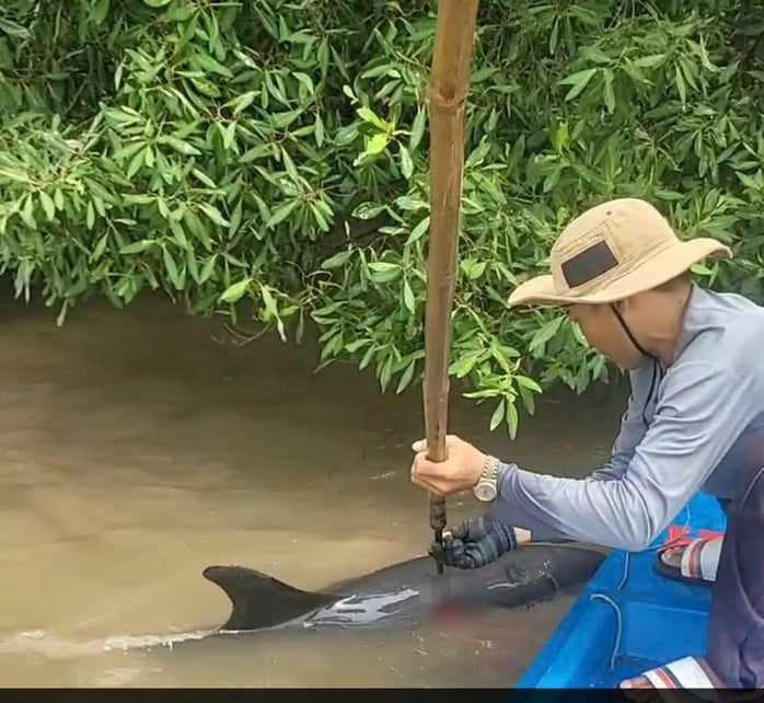 CLIP: Người dân Cà Mau hợp sức giải cứu cá heo bị đâm trọng thương - Ảnh 1.