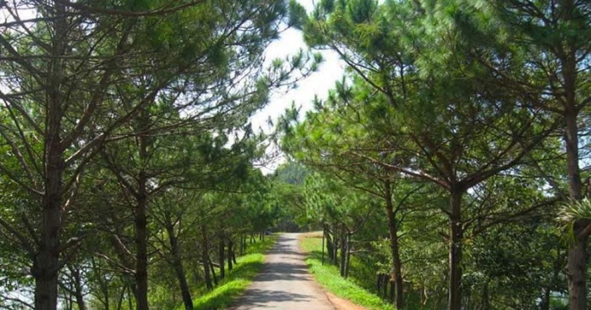 Pueblo con pinos verdes