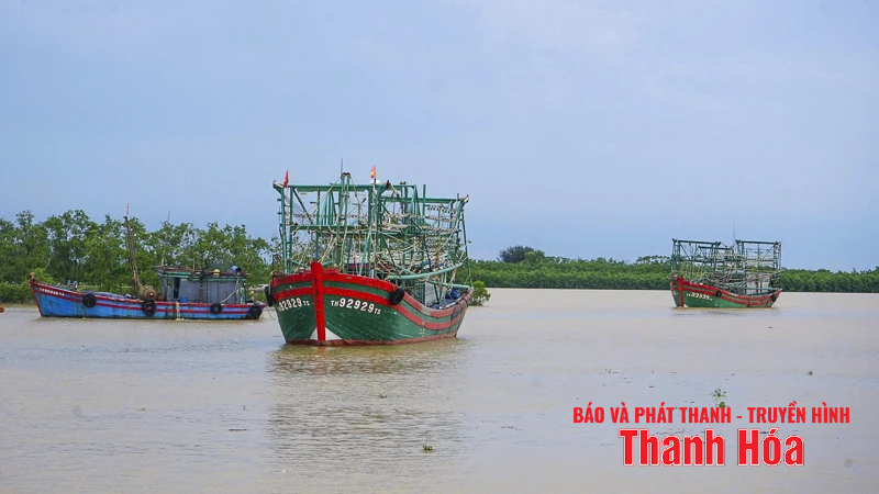 អ្នកនេសាទ Thanh Hoa ប្រញាប់ប្រញាល់ 
