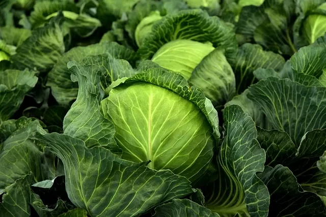 បន្លែ Cruciferous ជួយកាត់បន្ថយហានិភ័យនៃជំងឺមហារីកពោះវៀនធំ