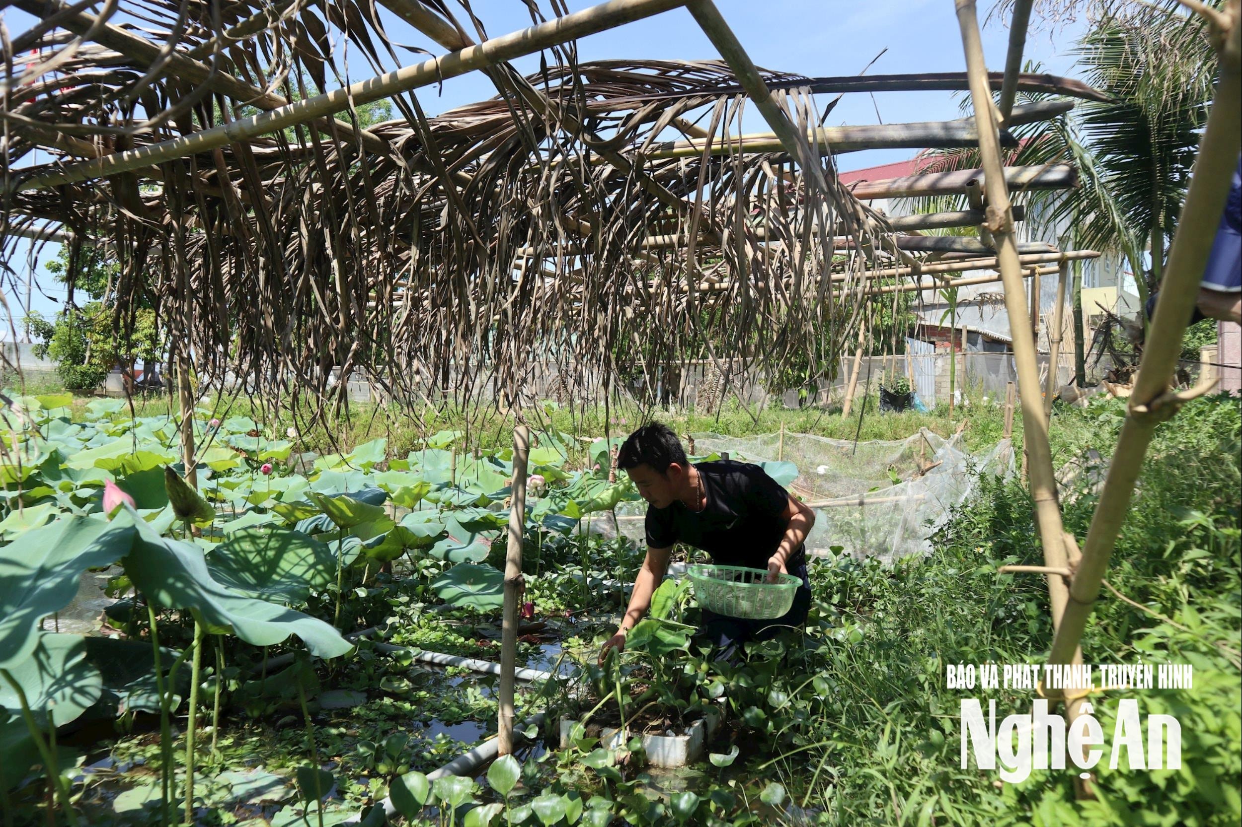 Farmers in Kim Lien commune harvest black apple snails before the storm hits, to prevent rising water levels and snails from spilling out and causing losses. Photo: T.P.