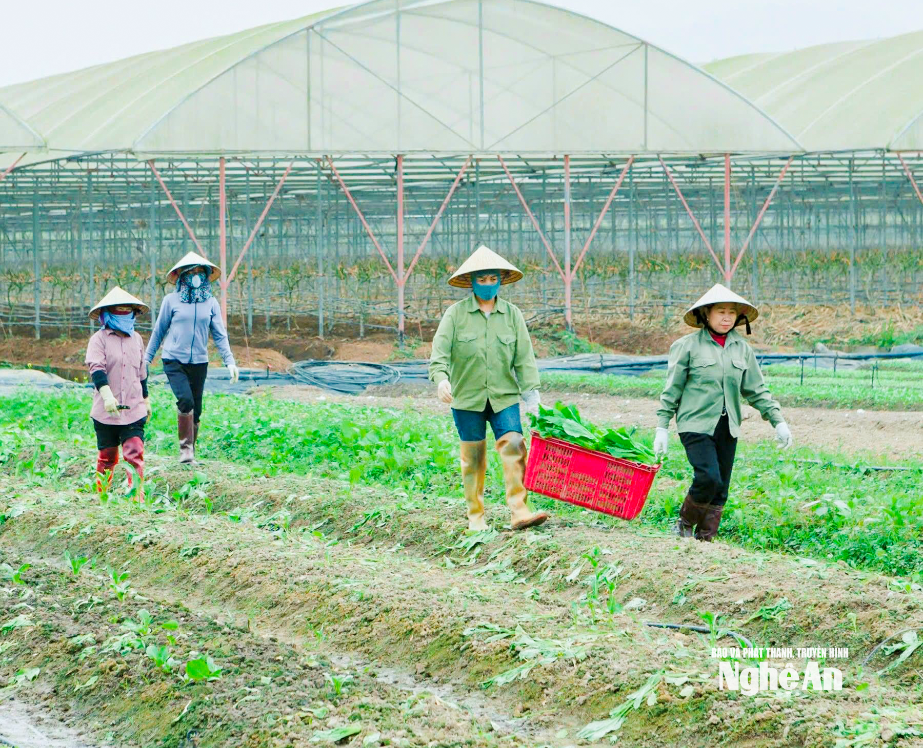 Greenhouse vegetables are also harvested earlier than expected to both supply the market and avoid damage. Photo: T.P.