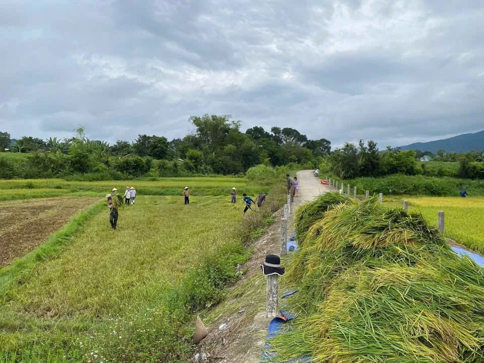 ชาวนาในตำบลเตวียนฟูเก็บเกี่ยวข้าวก่อนพายุ ภาพถ่าย: T.H.