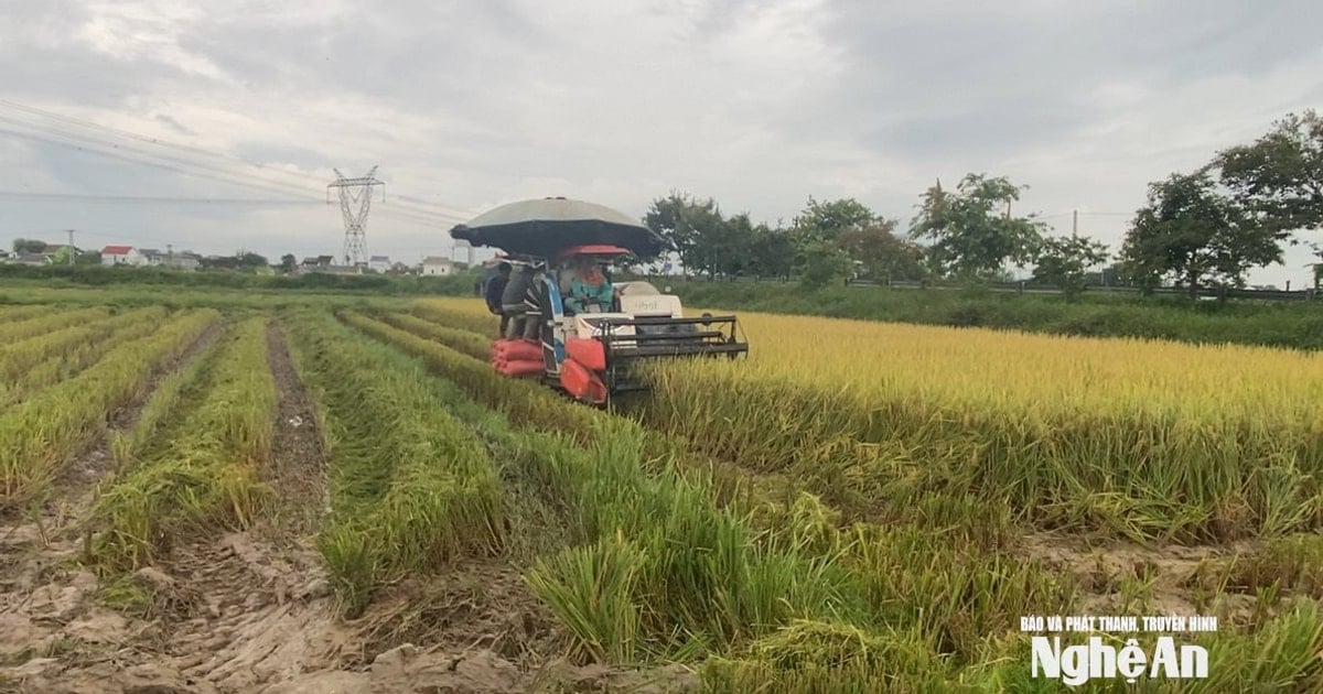 „Zu Hause ist es grüner als auf dem Feld“: Bauern in Nghe An ernten dringend Sommer- und Herbstreis, um Sturm Nr. 5 zu entgehen