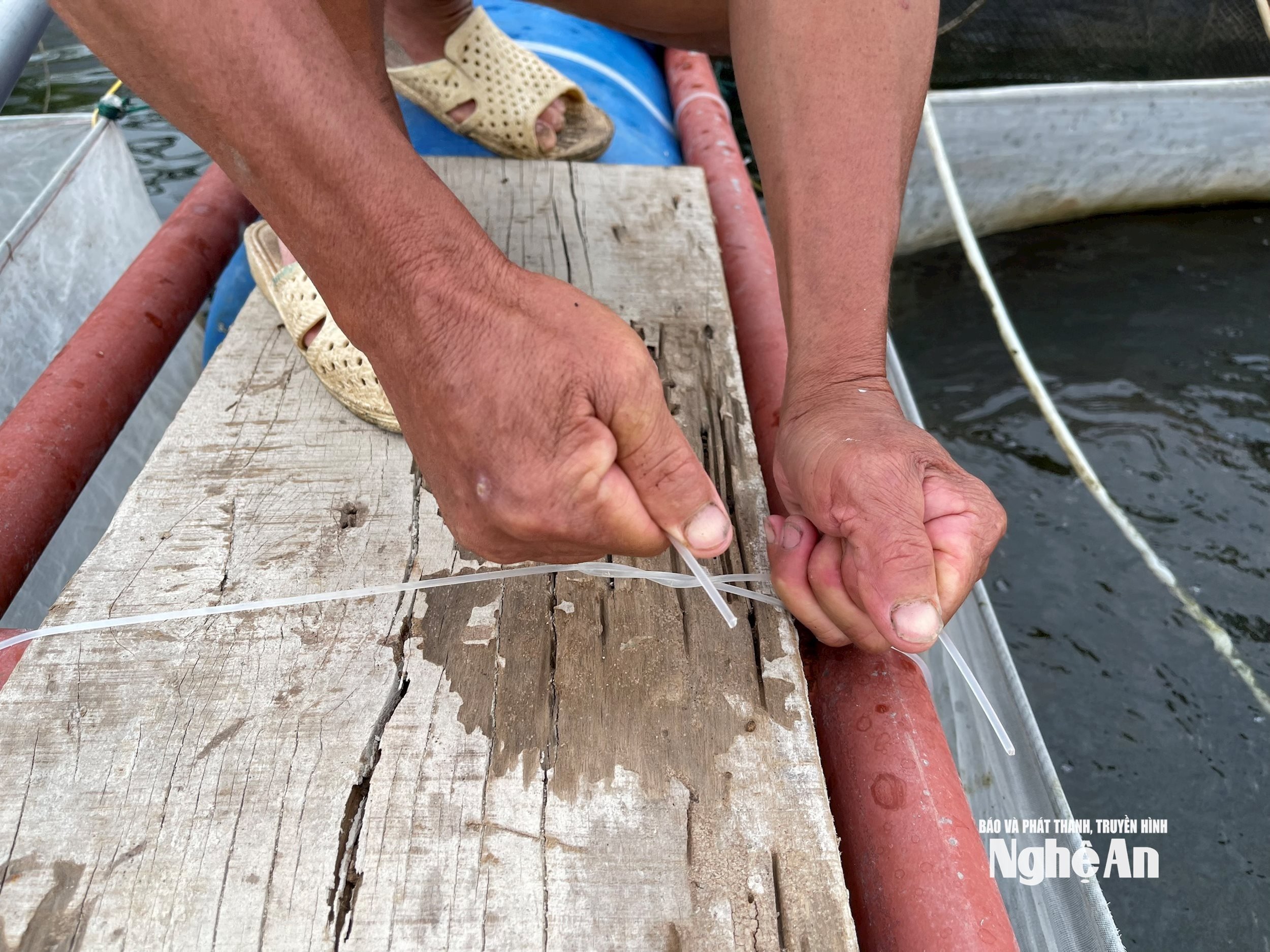 People in Hai Loc commune are tying up cages to raise sea bass and grouper. Photo: T.P.