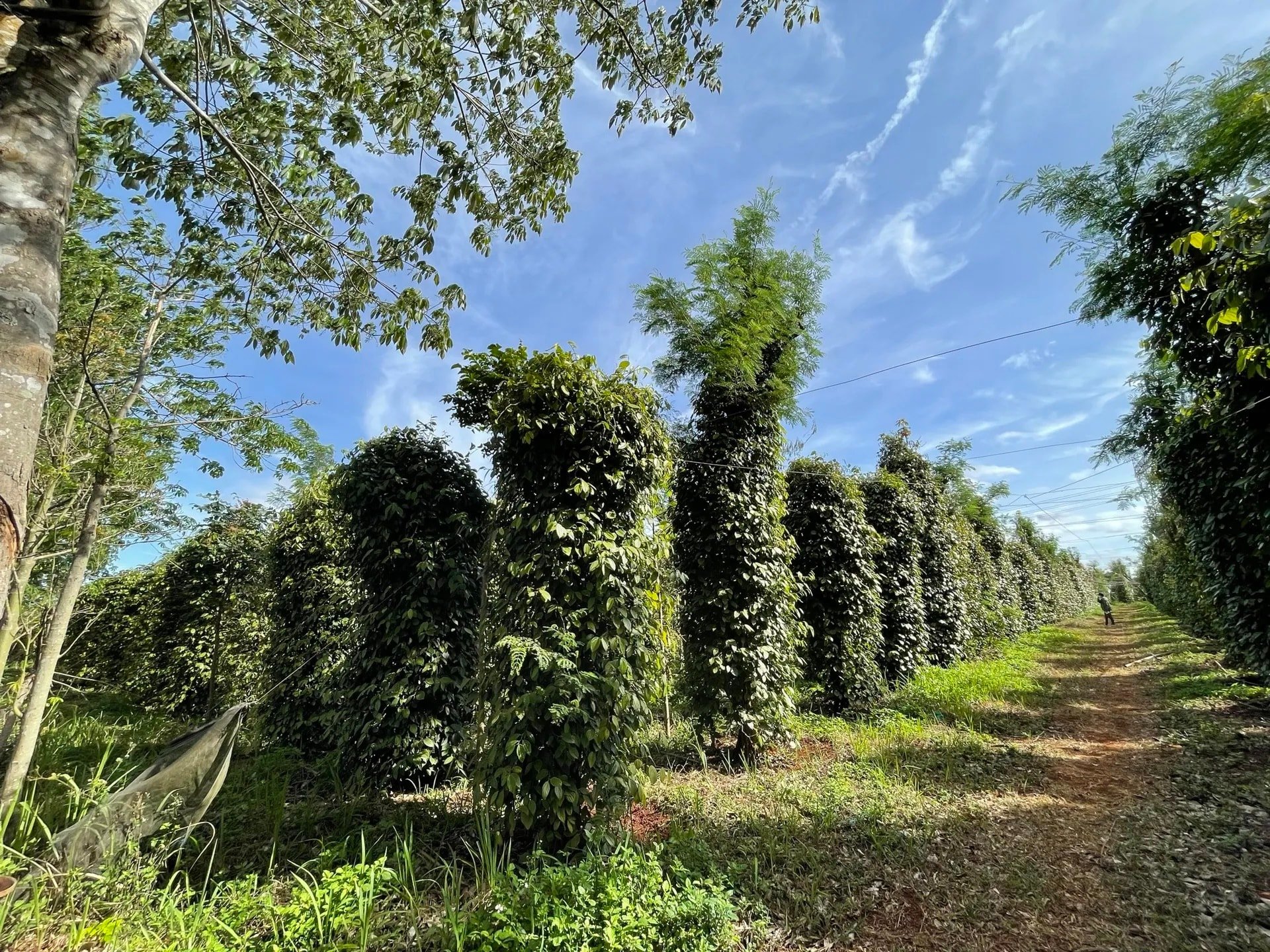 តម្លៃម្រេចថ្ងៃនេះ ថ្ងៃទី 24 ខែសីហា ឆ្នាំ 2025៖ កើនឡើង 5 ថ្ងៃជាប់ៗគ្នា។