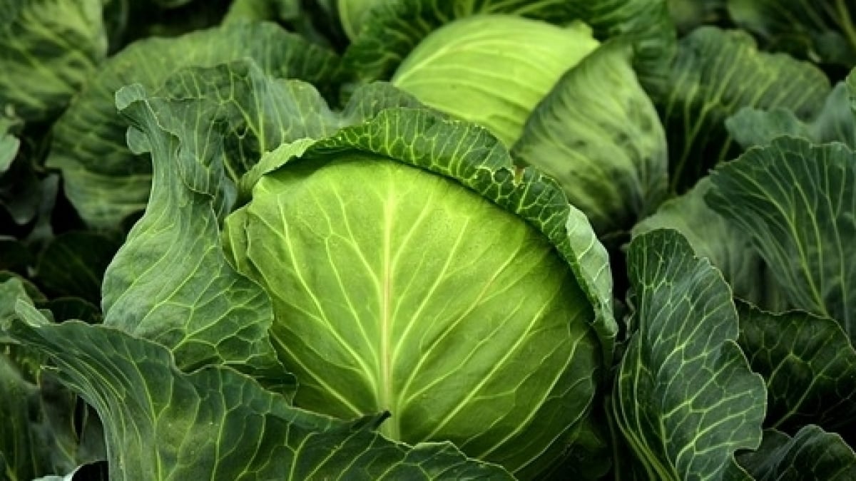 បន្លែ Cruciferous ជួយកាត់បន្ថយហានិភ័យនៃជំងឺមហារីកពោះវៀនធំ