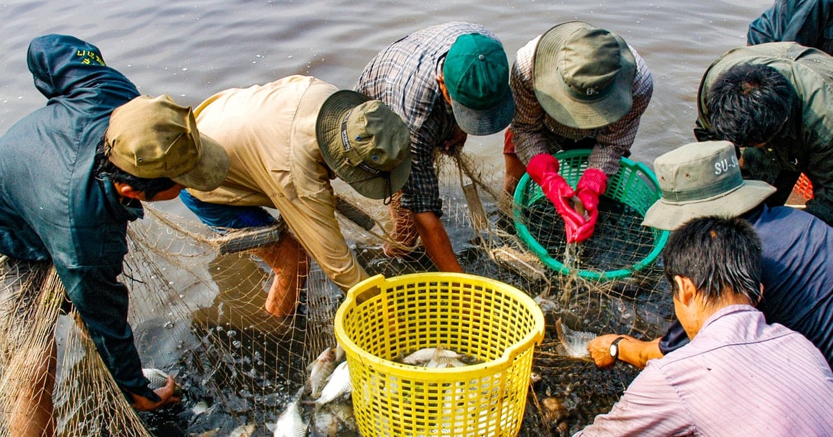 រដូវត្រីនៅទន្លេឡាង៉ា