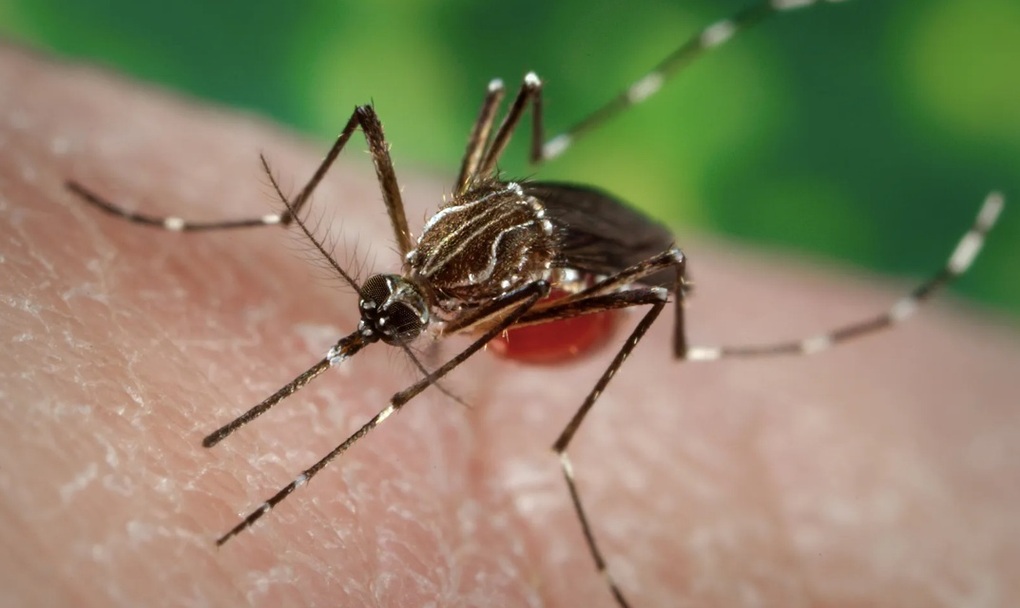Vietnam aún no ha registrado ningún caso de chikungunya-1.