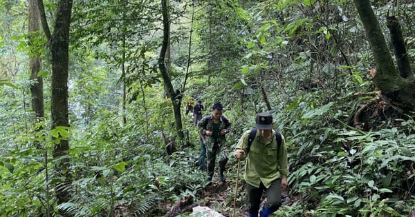 Développement économique rural à partir de la culture de plantes médicinales sous couvert forestier