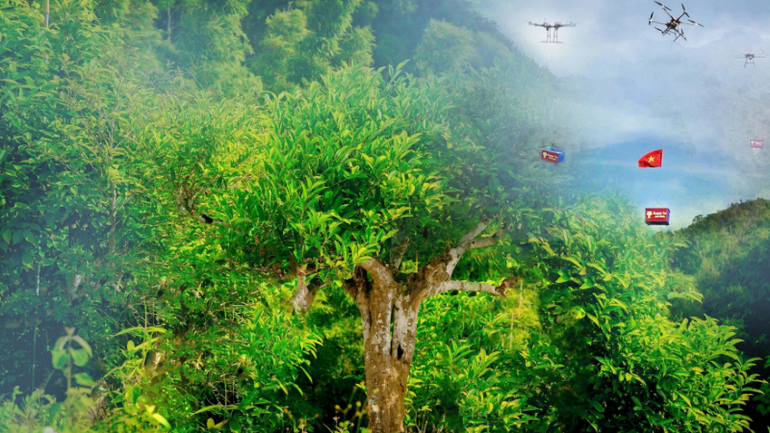Những búp chè trên non cao được vận chuyển bằng drone xuống nhà máy ngay dưới chân núi.