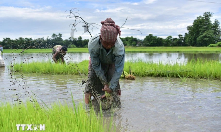 តម្លៃ​អង្ករ​អាស៊ី​ឡើង​ថ្លៃ​ទាំង​មូល