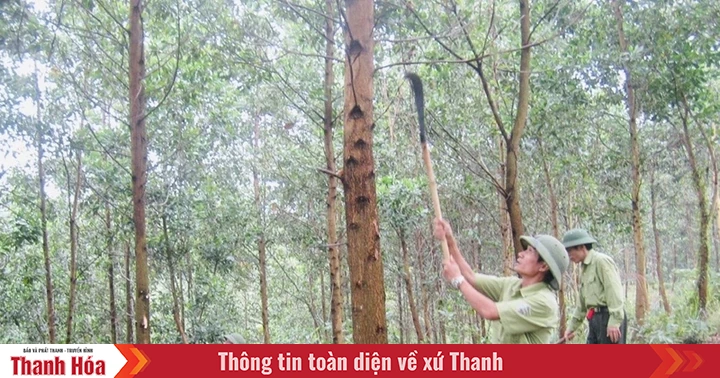 การจ่ายค่าบริการด้านสิ่งแวดล้อมป่าไม้มีส่วนช่วยในการปกป้องและพัฒนาป่าไม้ที่ยั่งยืน