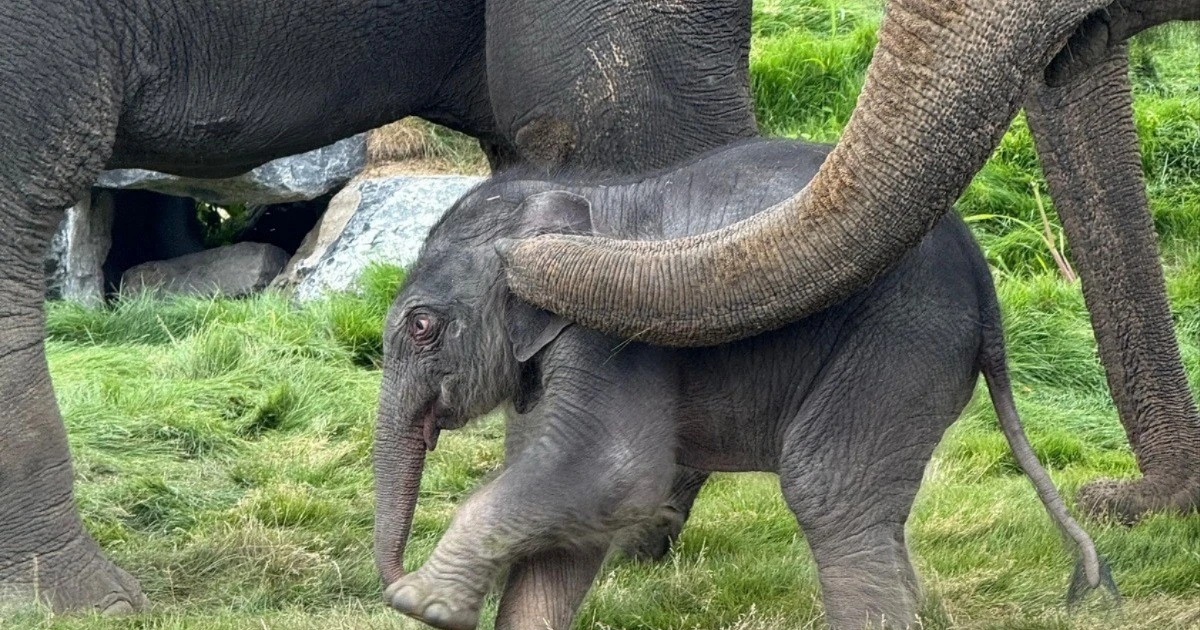 Positive signal for Asian elephant conservation in Belgium