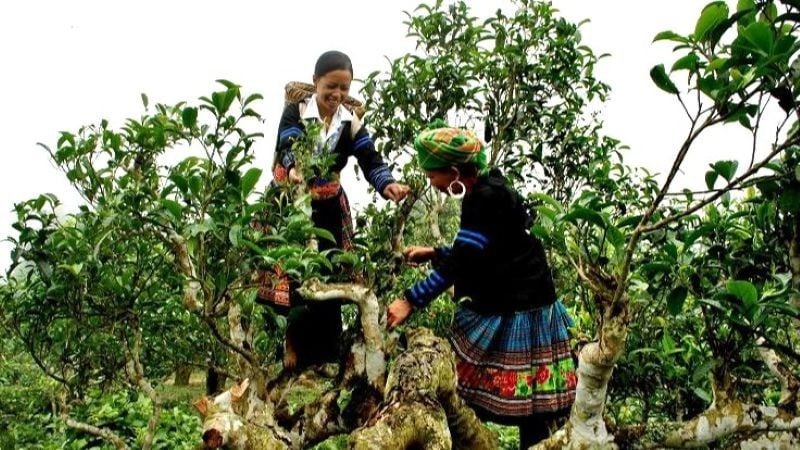 Vùng chè shan tuyết Suối Giàng, xã Văn Chấn, Yên Bái (nay là xã Văn Chấn, tỉnh Lào Cai) được công nhận là vùng chè di sản.