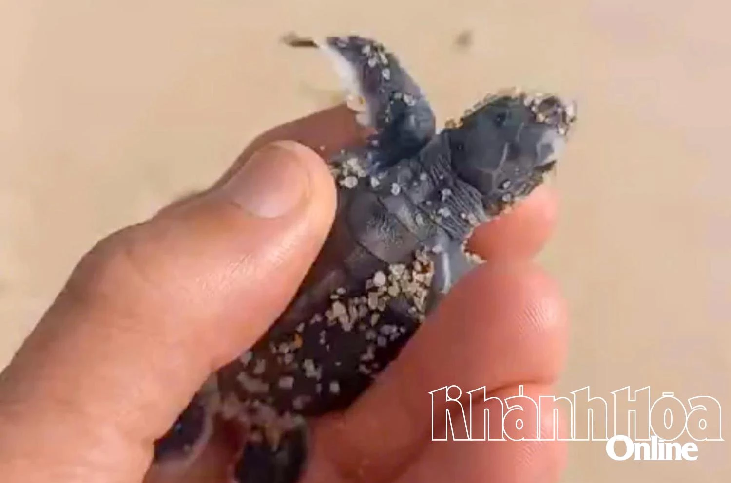 พบรังไข่เต่าทะเล บริเวณชายหาดวาว-ฮอนลอน