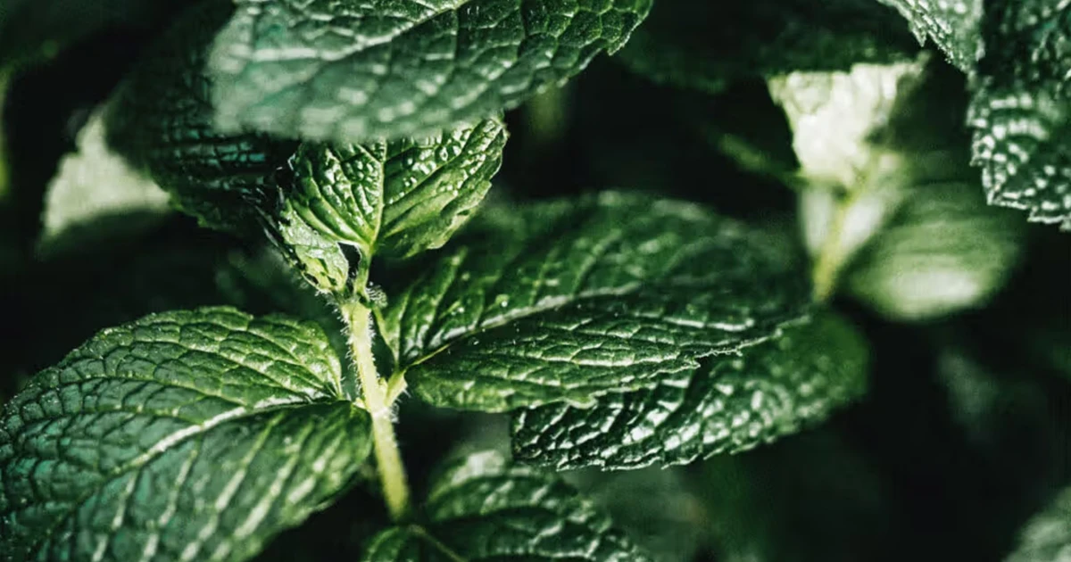 Popular vegetable in Vietnam helps soothe bad breath