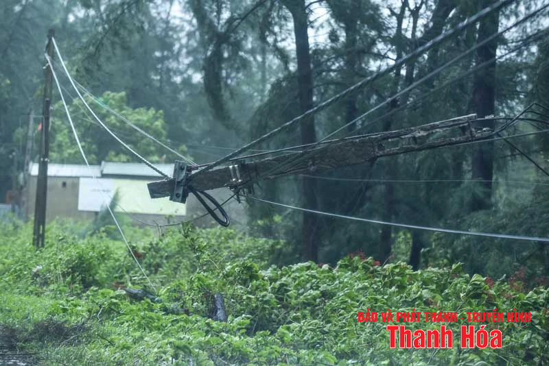 រលក​ខ្ពស់ ដើមឈើ​រលំ​ដោយសារ​ខ្យល់ព្យុះ​លេខ​៥​