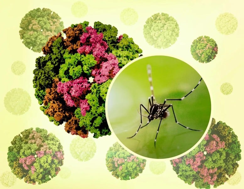 Việt Nam chưa ghi nhận ca mắc Chikungunya- Ảnh 1.