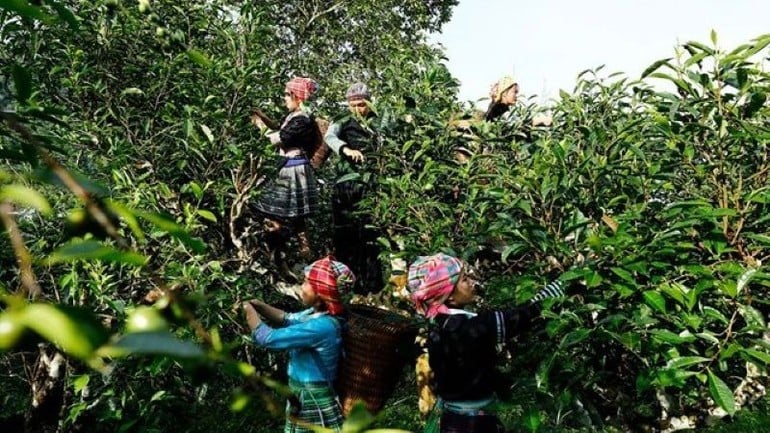 Những gốc chè cổ thụ hàng trăm năm tuổi có cây cao đến cả chục mét, bà con người Mông muốn có được những búp chè ngon, phải trèo lên cây để hái.