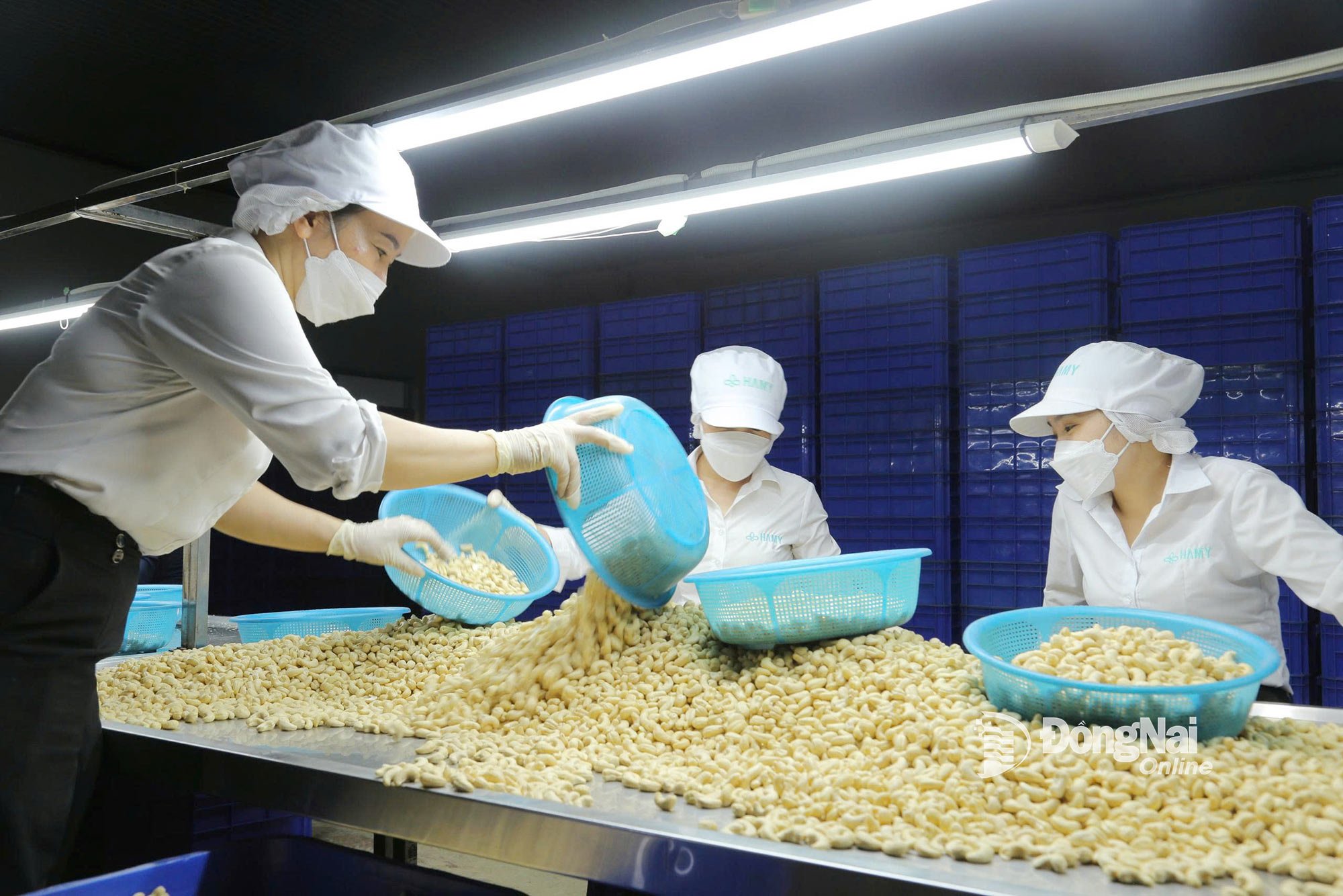Cashew-Sortierung bei Ha My Company Limited (Gemeinde Dong Phu, Provinz Dong Nai). Foto: Truong Hien