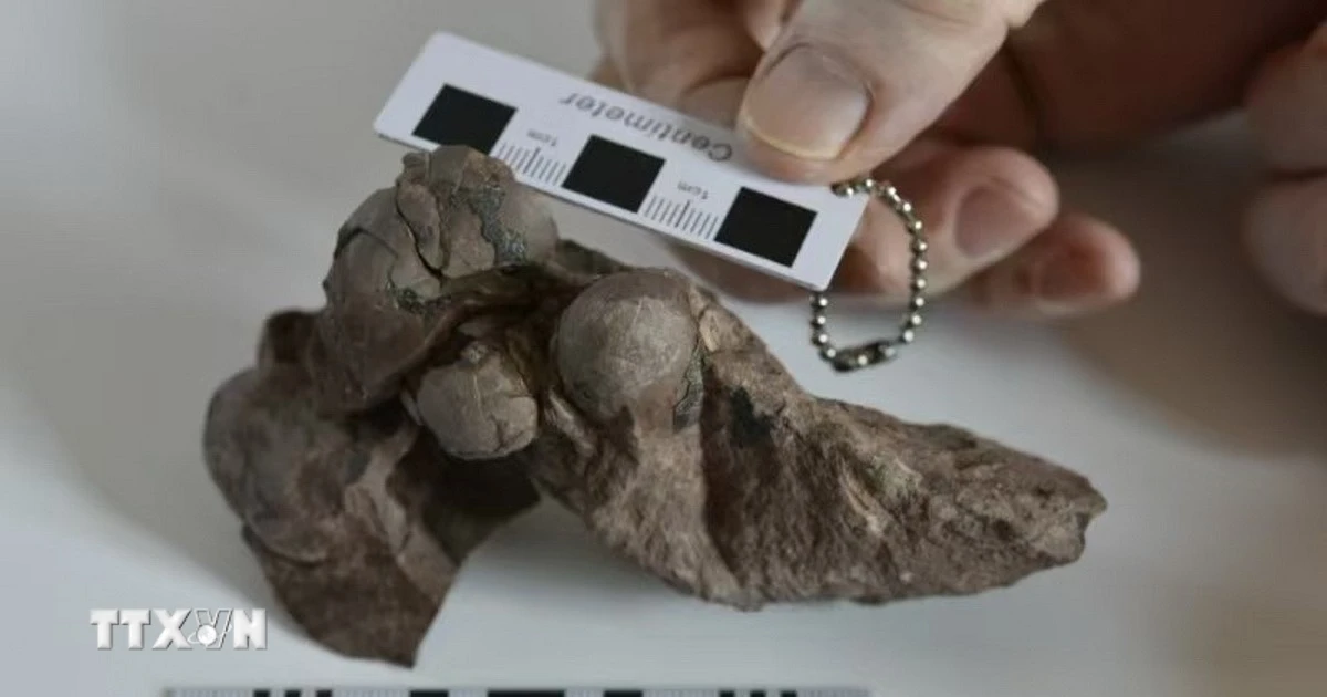 Asiens größter Oberschenkelknochen eines Tyrannosaurus Rex entdeckt