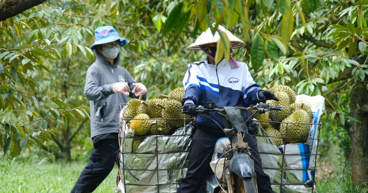 “Thủ phủ” sầu riêng Lâm Đồng rộn ràng mùa thu hoạch