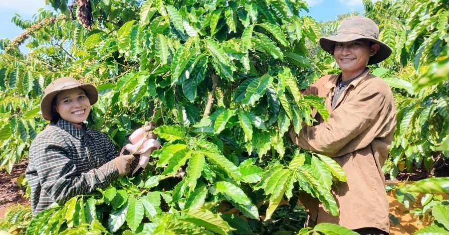 Coffee and pepper prices “unchanged” on August 25