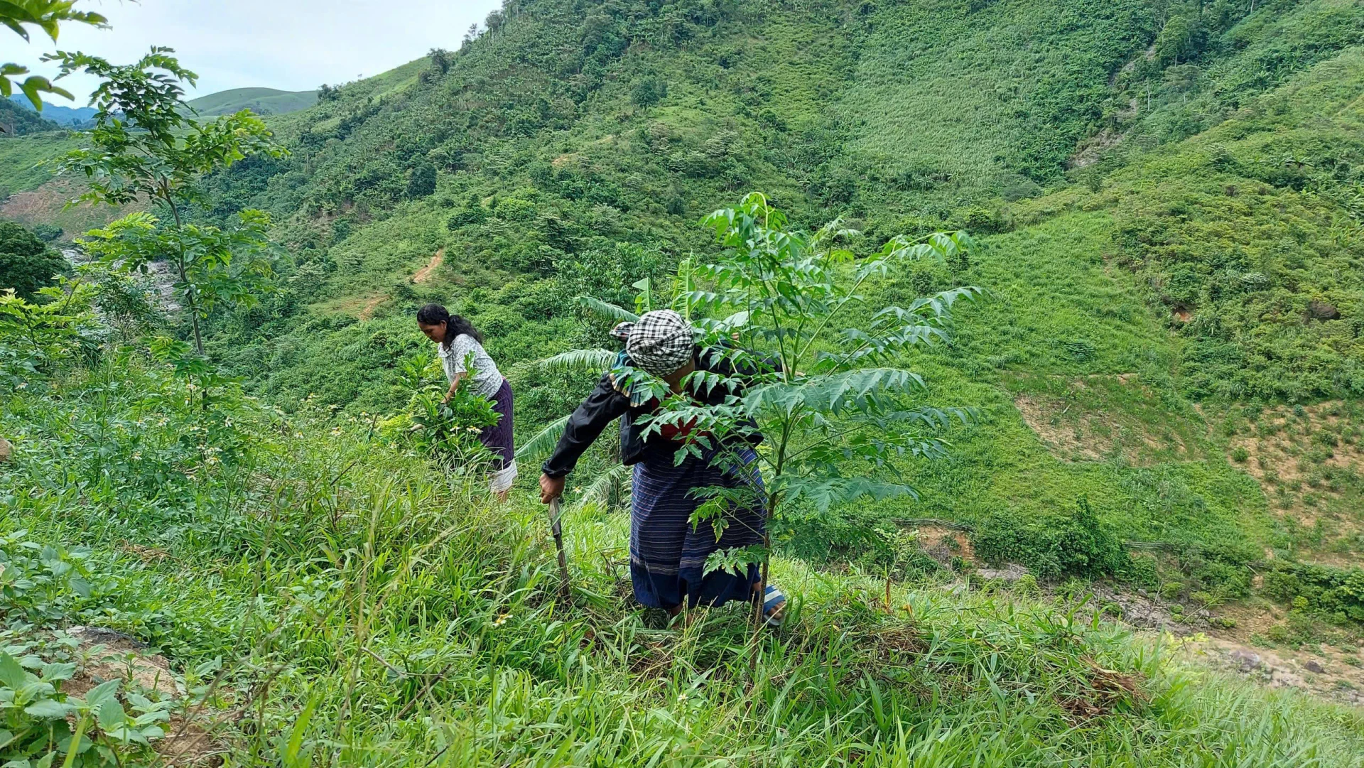 Forest development using native tree species