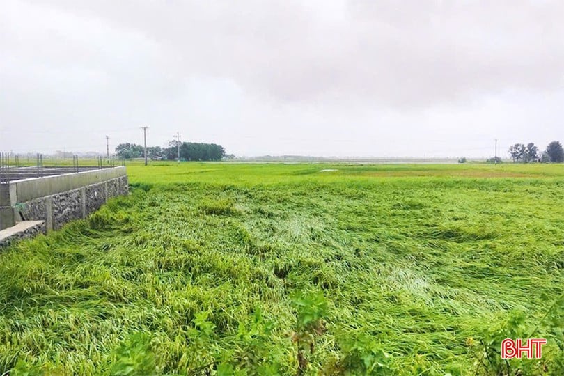 Việc lúa đổ rạp và ngập úng không chỉ làm giảm năng suất mà còn ảnh hưởng đến chất lượng hạt gạo, bởi theo bà con, hạt lúa bị ngâm trong nước lâu ngày dễ nảy mầm hoặc bị nấm mốc, hư hỏng, không thể thu hoạch. Điều này không chỉ gây thiệt hại về kinh tế mà còn ảnh hưởng đến nguồn cung lương thực cho người dân.