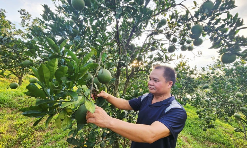 Anh Thuận giàu lên từ trồng cây ăn quả và trồng rừng