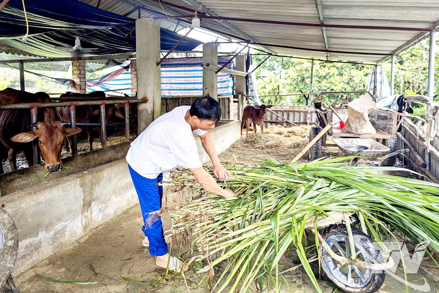 គ្រួសាររបស់លោក Nguyen Van Dung នៅឃុំ Quan Chu បានខ្ចីដើមទុនពីធនាគារគោលនយោបាយសង្គម ដើម្បីអភិវឌ្ឍការចិញ្ចឹមសត្វ និងដាំតែ ហើយបច្ចុប្បន្នមានប្រាក់ចំណូលពី 80 ទៅ 100 លានដុងក្នុងមួយឆ្នាំ។