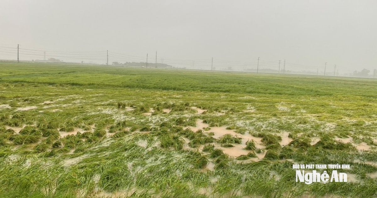 Große Flächen mit Sommer- und Herbstreis in Nghe An, die kurz vor der Ernte stehen, sind eingestürzt und überflutet.
