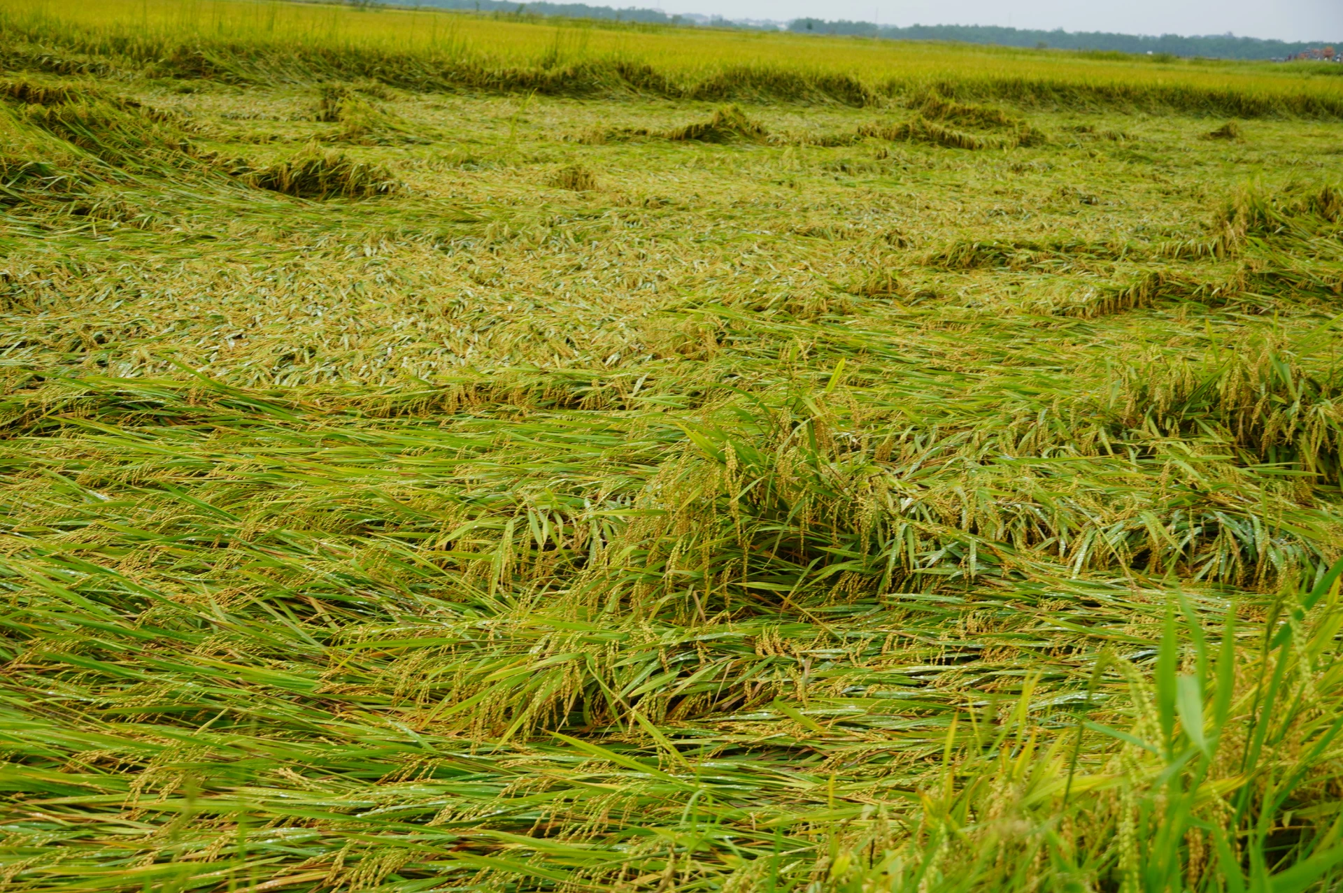 De nombreuses rizières ont été endommagées par les fortes pluies dans la province. Photo : T.H.