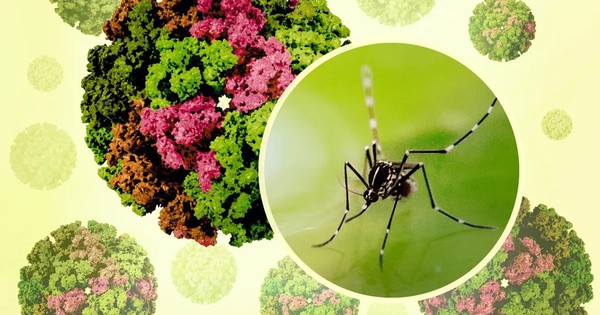 Vietnam has not recorded any cases of Chikungunya