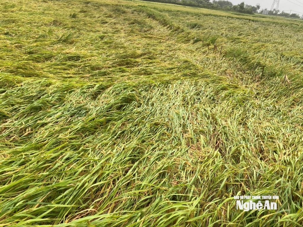ចៅហ្វាយរបស់ខ្ញុំ