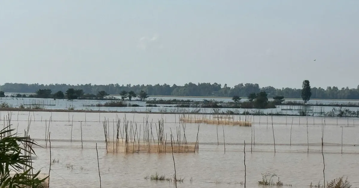 Floodwaters rise rapidly, 33 flood control boxes in Dong Thap Muoi are at risk of being unsafe