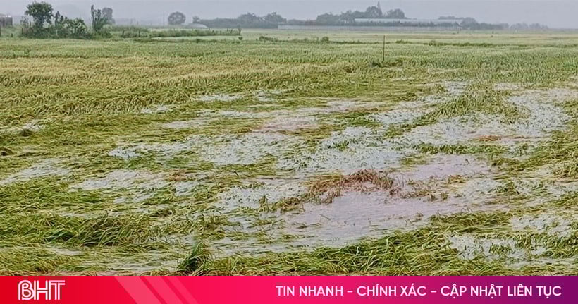 Muchos campos de arroz en Ha Tinh se derrumbaron y se inundaron.