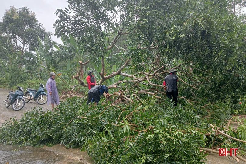 Mưa lớn kèm gió to đã khiến một số cây lớn ở xã Sơn Hồng bị quật ngã, chính quyền địa phương đã tiến hành chặt hạ để đảm bảo an toàn.
