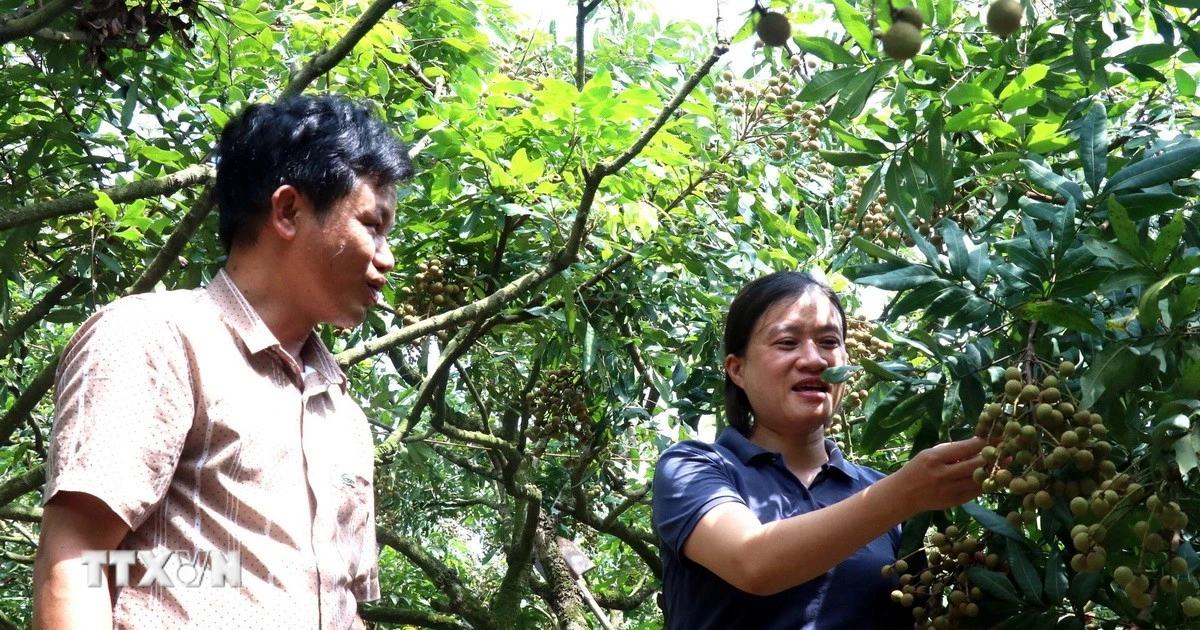 Découvrez la saison des longanes mûrs dans la capitale des longanes de Hung Yen