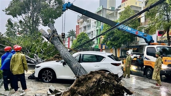 大きな木が加速し、歩道に駐車していたマツダ車を押しつぶした。