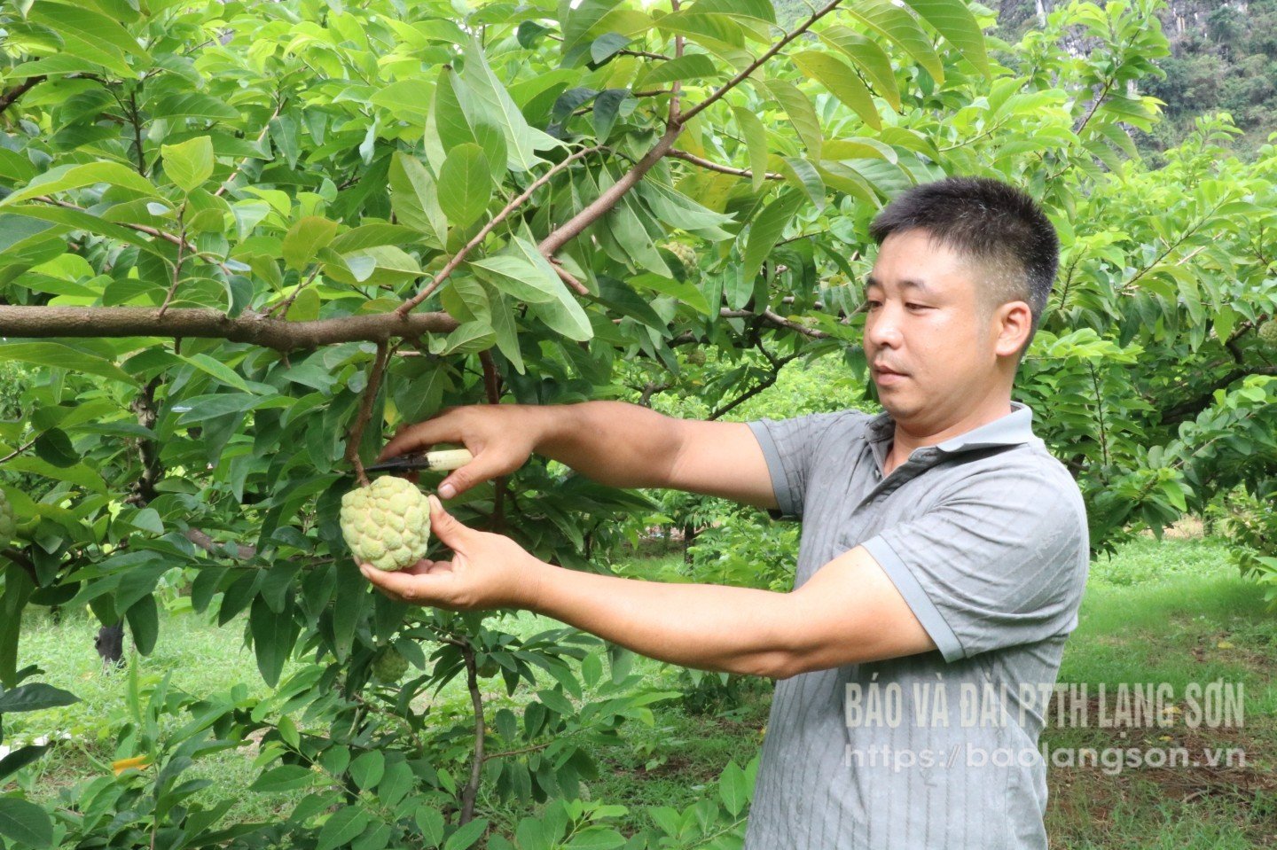 Cai Kinh commune people harvest custard apples.