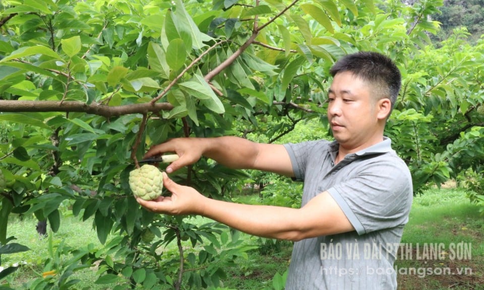 Süße Früchte auf dem Land von Cai Kinh