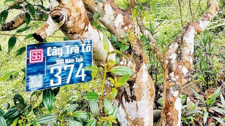 Một trong nhiều gốc trà cổ của địa phương.
