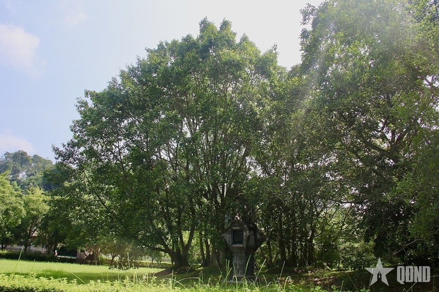 វត្ថុបុរាណ “Tan Trao Banyan Tree” ឥឡូវនេះជាគោលដៅសម្រាប់ភ្ញៀវទេសចរក្នុងស្រុក និងបរទេសជាច្រើនក្នុងការធ្វើដំណើររបស់ពួកគេដើម្បីស្វែងយល់អំពីបដិវត្តន៍ខែសីហា និងទិវាជាតិ 2 កញ្ញា។ រូបថត៖ Hai Ly